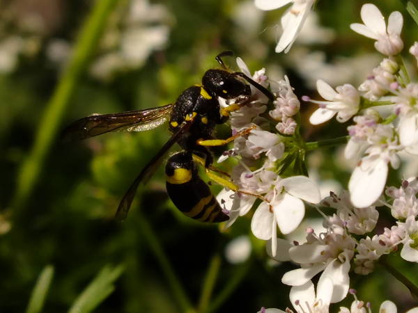 European potter wasp