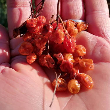 48141_Viburnum-trilobum-fruit