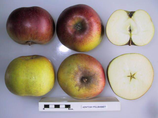 Apple - Kentish Fillbasket
