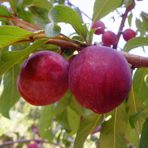 Black Doris Plums