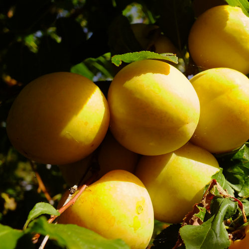 Kereru Gold Plums