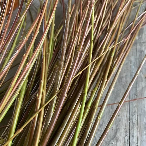 Basket Willow Cuttings - Purple