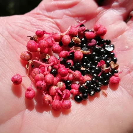 Sichuan Pepper Seeds (red/pink)
