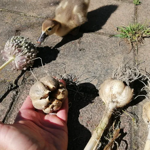 Harvest Elephant Garlic