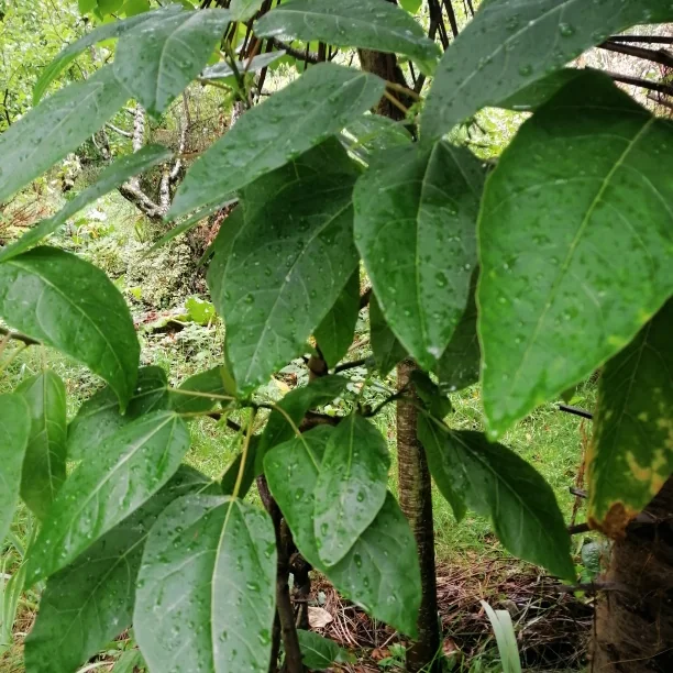 Male oak leaf papaya cutting