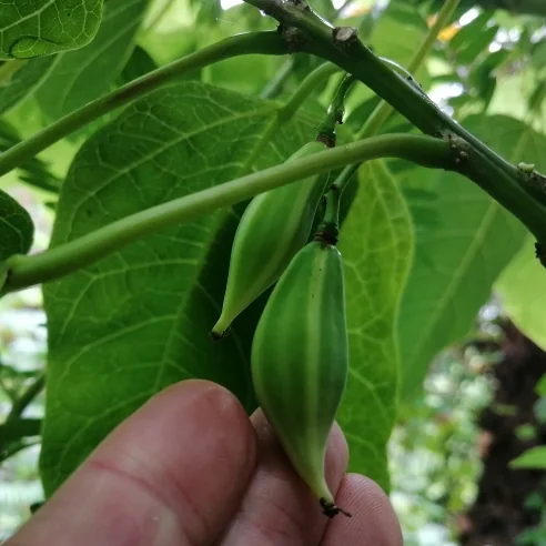 Oak Leaved Papaya