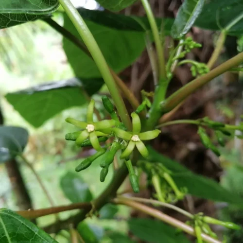 Male oak leaf papaya cutting